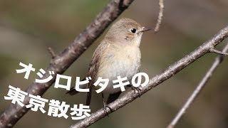 【野鳥】会えるアイドル。オジロビタキ（2019/03/12）