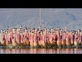 البرنامج الوثائقي الأشهر 