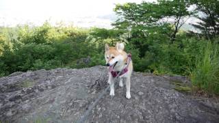 柴犬チャコと岩山散歩　カモシカの親子に遭う