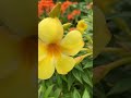 lowe’s®️’patio perfect’ allamanda golden trumpet garden gardening shorts