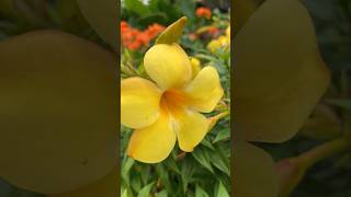 Lowe’s®️’Patio Perfect’ Allamanda (Golden Trumpet) #garden #gardening #shorts