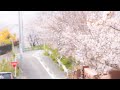 てのひらで咲く / relier feat. とうめいのくに【MV】