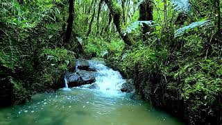 Peaceful Stream Flowing Over Rocks | Chirping Birds in the Morning ASMR