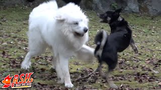 膵炎の病み上がりに元保護犬と遊んでしまったホルンです　Great Pyrenees　グレートピレニーズ