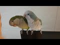 퀘이커앵무새 speaking quakerparrot 순도리♡부츄 이녀석들 안자요 소통 실시간