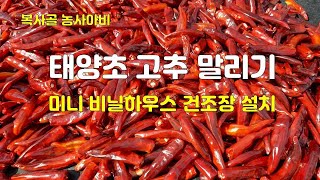 태양초 고추 말리기