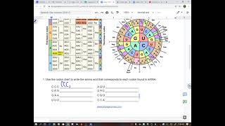 codon worksheet after notes