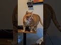 what a mess in the house 🏠 #funnyvideo #cat #kitten #funnyshorts #nature #love #daily #shorts #cute