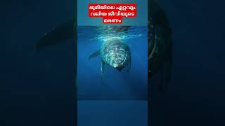 നീലത്തിമിംഗലത്തിന്റെ മരണത്തിന് ശേഷം ആഴക്കടലിൽ എന്ത് സംഭവിക്കും? | Whale Fall #oceanlife #malayalam