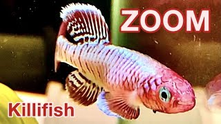 【ZOOM】Killifish Nothobranchius eggersi （卵生メダカ ノソブランキウス エガーサイ）アフリカ原産の熱帯魚！繁殖用水槽の中で見事な赤と白の舞い！ #Shorts