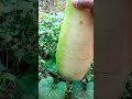 vegetable gourd big fruit 🍐 enjoy video is like