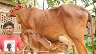 শাহীওয়াল গরুর খামার | শাহীওয়াল গরু পালনের সুবিধা অসুবিধা | ও শাহীয়াল গরুর দুধ ও দাম জানুন