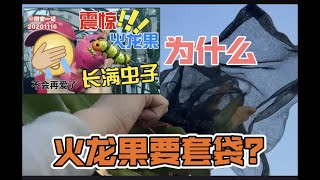 【图安一记】火龙果为什么要套袋? Why I Pocket My Dragon Fruit in Net Bags?