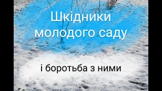 Шкідники молодого саду і боротьба з ними