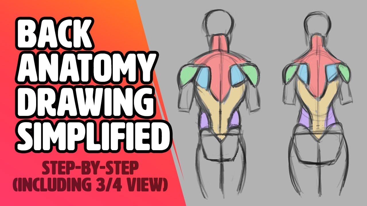 Drawing Human Back Anatomy