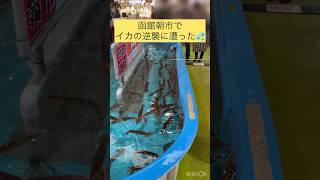 【函館朝市】活イカ釣りで大事件勃発！？#shorts #函館観光  #イカ釣り