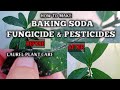 POWERFUL ORGANIC PESTICIDES & FUNGICIDE || BAKING SODA AS INSECTICIDE\FUNGICIDE || Homefoodgarden