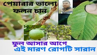 গাছ ভর্তি পেয়ার হবে/ফেব্রুয়ারি মাসেই এ রোগটি সারিয়ে তুলুন#পেয়ারা গাছের মারণ রোগ anthaconos #