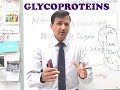 Glycoproteins- A Quick Review