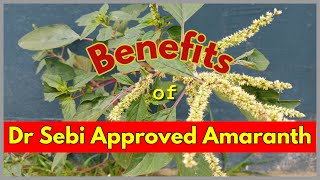 DR SEBI APPROVED AMARANTH GREENS - MEDICINE \u0026 FOOD #drsebi #drsebiapproved #amaranth #alkalinefood