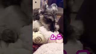 [Night Routine] I always do this before going to bed. cute miniature schnauzer night routine