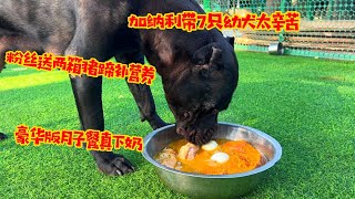 加纳利带七只幼犬太辛苦，粉丝送两箱猪蹄补营养，豪华版月子餐真下奶