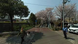 [3D VR180] 多摩湖自転車道-6（青梅街道〜新小金井街道）190407 by Mirage Camera