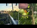 dao aquaponics update 26 sept lalique 23aug 26sept