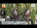 বারোমাসি কাঁঠালের জাত উদ্ভাবন কৃষি গবেষকদের jackfruit invention mohona tv