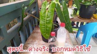 วิธีทำต้นไม้ใบเขียวให้ด่างได้จริง บอกสูตรการใช้ทั้งหมด