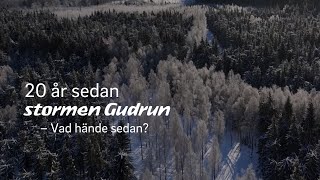 20 år sedan stormen Gudrun – vad hände sedan?