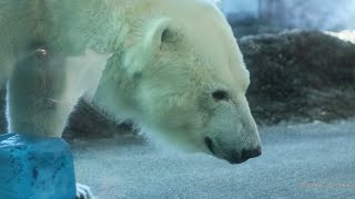 (8K처리중)밥먹는건 언제나 즐거워! 북극곰 뽀로로 tokushimazoo polarbear  とくしま動物園 ご飯食べるのはいつも楽しいよ!しろくま ポロロ #일본여행 #4320p