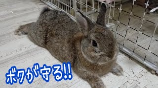 【誕生】ミニうさぎ ３度目の出産 かわいい３羽の赤ちゃんが誕生しました