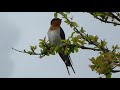 Welcome swallow singing