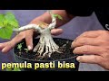 Rahasia Para Trainer Membuat Gerak Dasar Bonsai