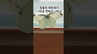 250110 겨울에 태어난 나비