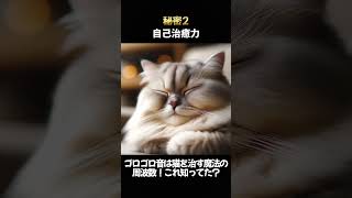 猫のゴロゴロ...知ってた？　＃動物＃雑学＃トリビア＃猫