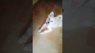 കുരുത്തകേടിന്റെ ആശാൻ😛#cutespets #viralshort #viralvideos #tranding #trend #trending #viralvideo