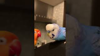 コザクラインコの嫉妬攻撃、そしてセキセイインコはボタンインコだってお構いなしにちょっかい！