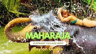 Maharaja Elephant village No 17 | Pinnawala