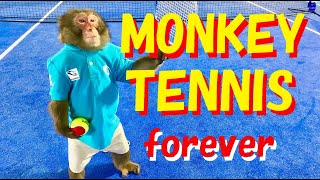 MONKEY TENNIS forever