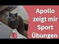 Meine Katzen finden mich fett