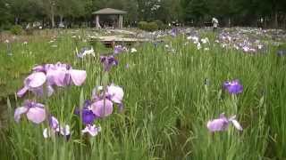 水元公園の花菖蒲/東京都葛飾区