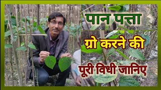 पान की खेती कैसे करें , सम्पूर्ण तरीका देखिए / How Betel leaves are Grown ?