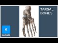 Bones of the foot: Tarsal bones mnemonic - Kenhub #shorts