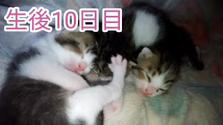 【動物】猫ちゃん･･･生後10日目･･･目が開いたよ！赤ちゃんだけに超～可愛い