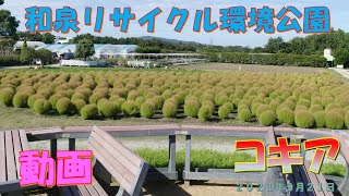 和泉リサイクル環境公園のコキア―ホウキギ（２０２１年９月２１日）動画