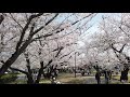 大分県中津市の桜 2021