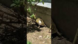 🐢 My Pet Turtle 2.0 | Jumping Over Plants Like a Pro! 😂 #shorts #pets