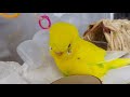 シニアインコ病院へ 通院の日のvlog セキセイインコ 8歳 斜頸 足の腱断裂 翼骨折 横浜小鳥の病院